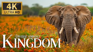 Untamed Wildlife  4K 🦁 A Splendid Quest through Majestic Nature with Smooth Piano Harmony