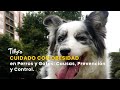 Cuidado con Obesidad en Perros y Gatos: Causas, Prevención y Control - TvAgro por Juan Gonzalo Angel