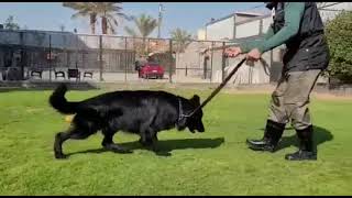 black german shepherd / اقوى جيرمن شيبرد بلاك في مصر