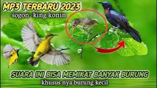 suara pikat burung kecil sogon MP3 keras kombinasi kolibri ribut 💯