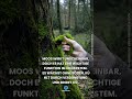 Moos bekämpft leise den Klimawandel