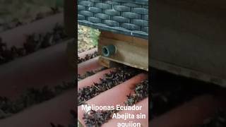 Melipona. Пчелы без жала семейства meliponas. Ecuador #пчеловодство #meliponicultura #melipona