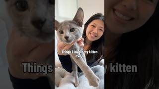 Taught Mogi to wait and have impulse control around food #cat #kitten #cutecat #pets #cats