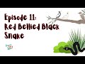 Episode 11: Red Bellied Black Snake 🐍 (Aussie Tiny Tales short stories)
