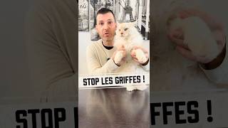 Comment apprendre a son chat de ne pas sortir ses griffes ?! #shortvideo #chat #tips