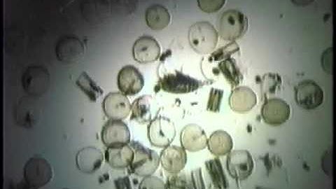 Plankton Sampling.mp4