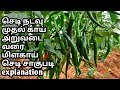 Chilli plants cultivation process from day 01 to day 70 explanation in  tamil sathish nursery