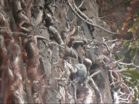Wallcreeper Tichodrome echelette Tichodroma muraria 
