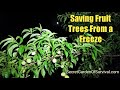 Saving Fruit Trees and Other Plants from a Freeze