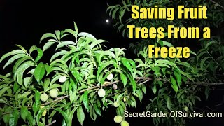 Saving Fruit Trees and Other Plants from a Freeze