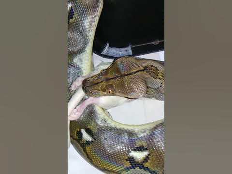 Normal retic Python feeding - YouTube