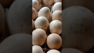 Hatching eggs day one incubator hatching#hatching#eggs