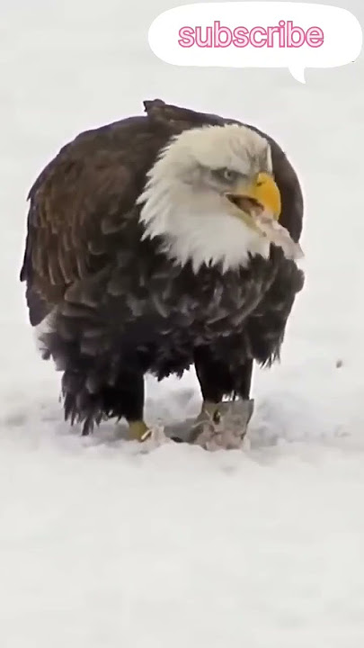 கழுகு போல் அல்லாமல் ராஜாளியா வாழ்வோம் #eagles #story #tamilnadu #tamil #facts #entertainment #leo