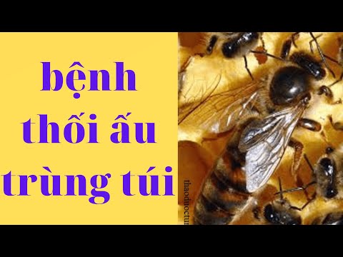 Video: Bệnh thối chùm quả mùa hè là gì: Điều trị bệnh thối chùm quả nho