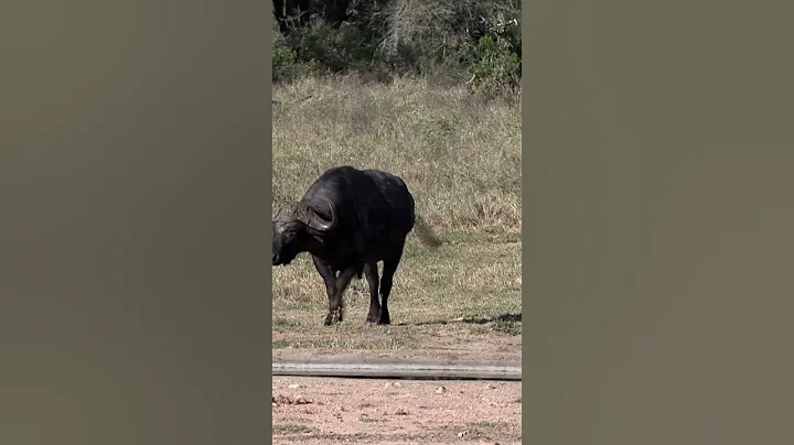Buffalo Approaching From a Distance  #africansafariadventures #nature #wildlife #animals #buffalo