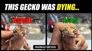 I Thought I'd Seen the Worst... Then This Leopard Gecko Arrived