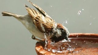 Домовые и полевые воробьи купаются в воде и дерутся