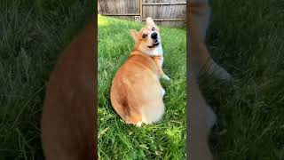 British engineering at its finest 🐶#corgi  #caredits #fyp