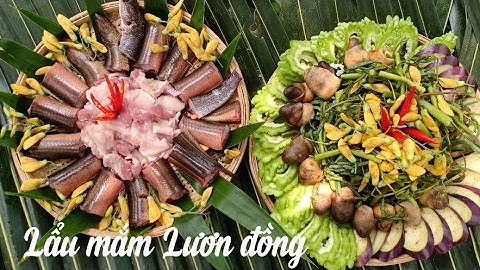 Nấu nồi Lẩu Mắm lươn đồng siêu ngon đãi cả nhà.|HVQN.