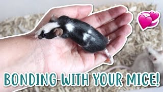 HOW TO BOND WITH YOUR MICE!