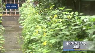 キツリフネソウが満開
