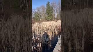 Lot 44 Hayes Rd, Harrison Mi 48625.  Nearest address 4712 Hayes Rd, Harrison MI 48625