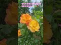 주황색장미꽃말#orangerose#첫사랑의고백#,수줍은사랑#소소한도보기행#한강따라걷기#치유#건강#힐링#자아실현#SEOULTOUR#SEOULTRAVEL#SHORT#2026년5월20일