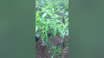 Cây choai bưởi Ruby thái lan . E có cung cấp chồi-cành chiết-cây choai-cây chỉ. Lh0964399833