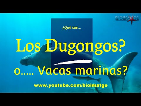 Video: El manatí es una vaca marina de buen carácter