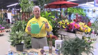 Tips for Watering House Plants