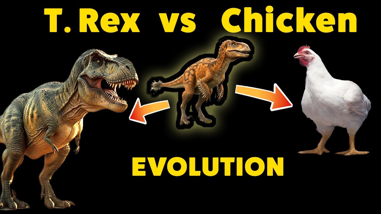 Did T. Rex Really Turn Into a Chicken? (T-Rex vs Chicken) Edu - YouTube