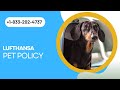 Lufthansa Airlines Pet Policy, Fees, Carrier Size, &amp; more