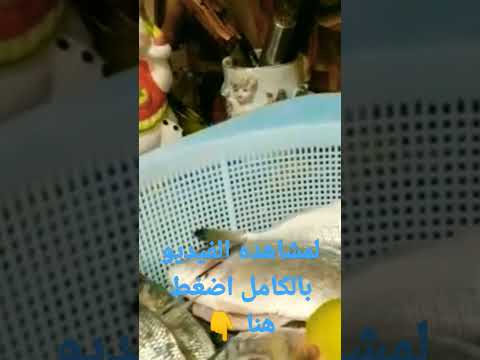 افضل طريق حفظ السمك والمدة لكل نوع 