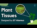 Plant tissues explained and designed by iit alumnus