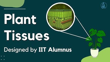 Plant Tissues [Explained and Designed by IIT Alumnus]
