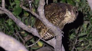 Okavango Delta at Night including Pel's Fishing Owl