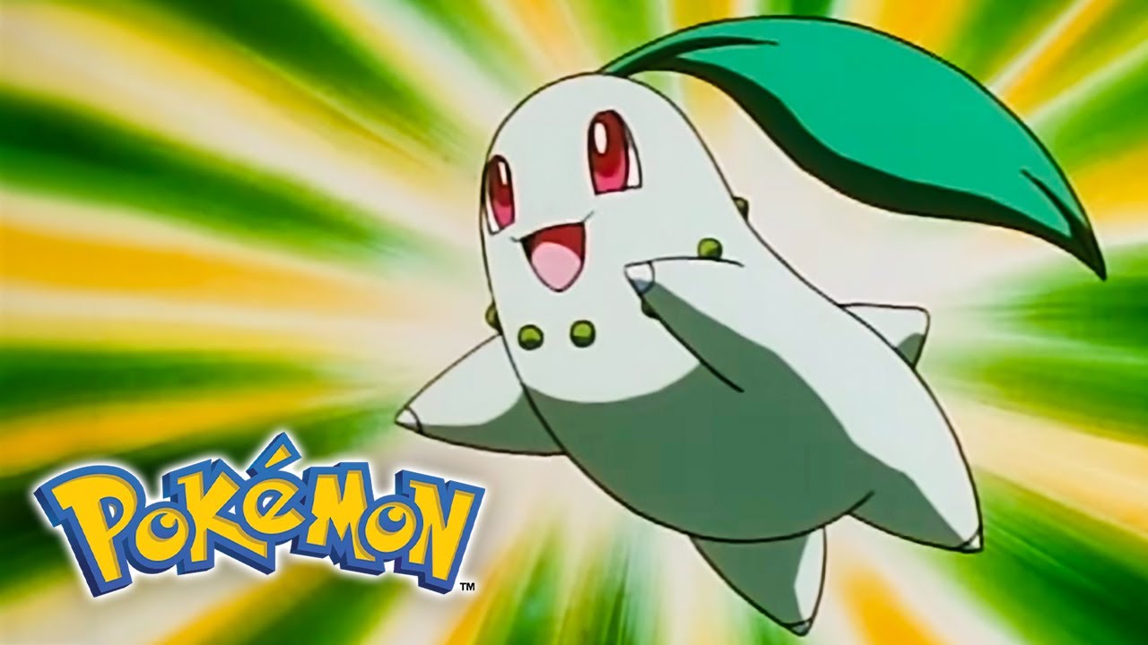 Chikorita is an Absolute Cutie | Pokémon Seasons 3 & 4