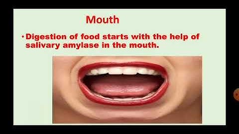 Std :7. Sub : Science.Ls. no.12 The Muscular System  And Digestive System In Human Beings Part- 2