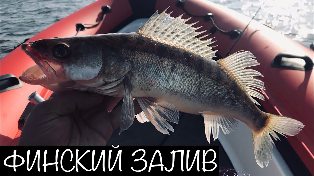 Рыбалка на Судака. Сентябрь 2020. Финский Залив. - YouTube