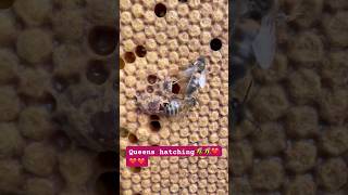 Queens hatched during inspection #bee #workerbee #beekeeper #beelife #beekeeping #insects #honeybee