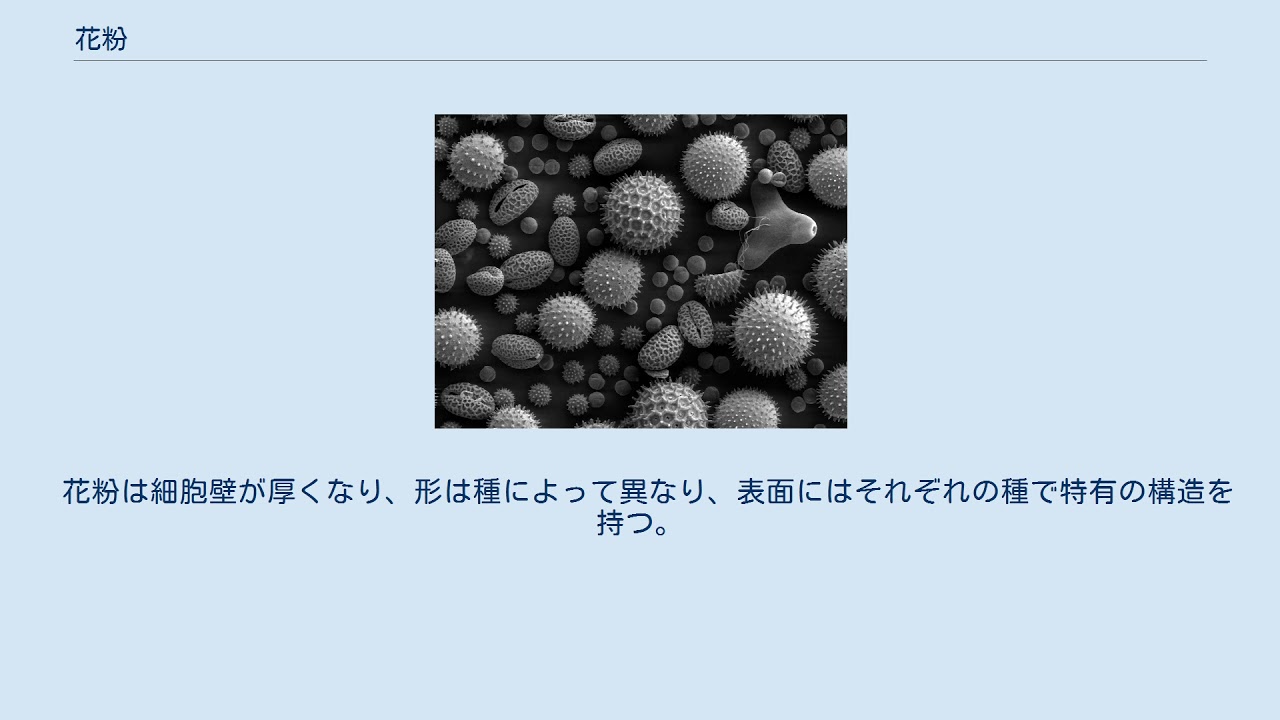 花粉 Youtube