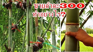 Tips and methods for grafting bamboo