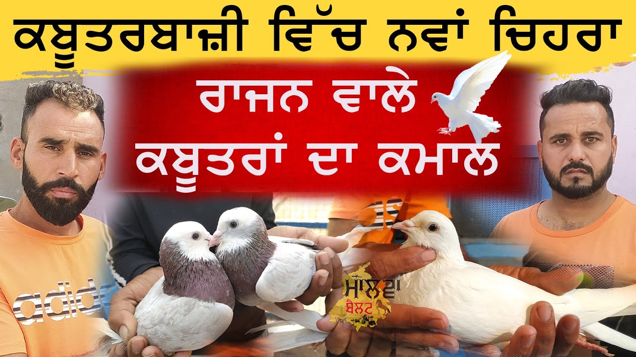 ਕਬੂਤਰਬਾਜ਼ੀ ਵਿੱਚ ਨਵਾਂ ਚਿਹਰਾ | ਰਾਜਨ ਵਾਲੇ ਕਬੂਤਰਾਂ ਦਾ ਕਮਾਲ | Malwa Belt | Gori Buggipura