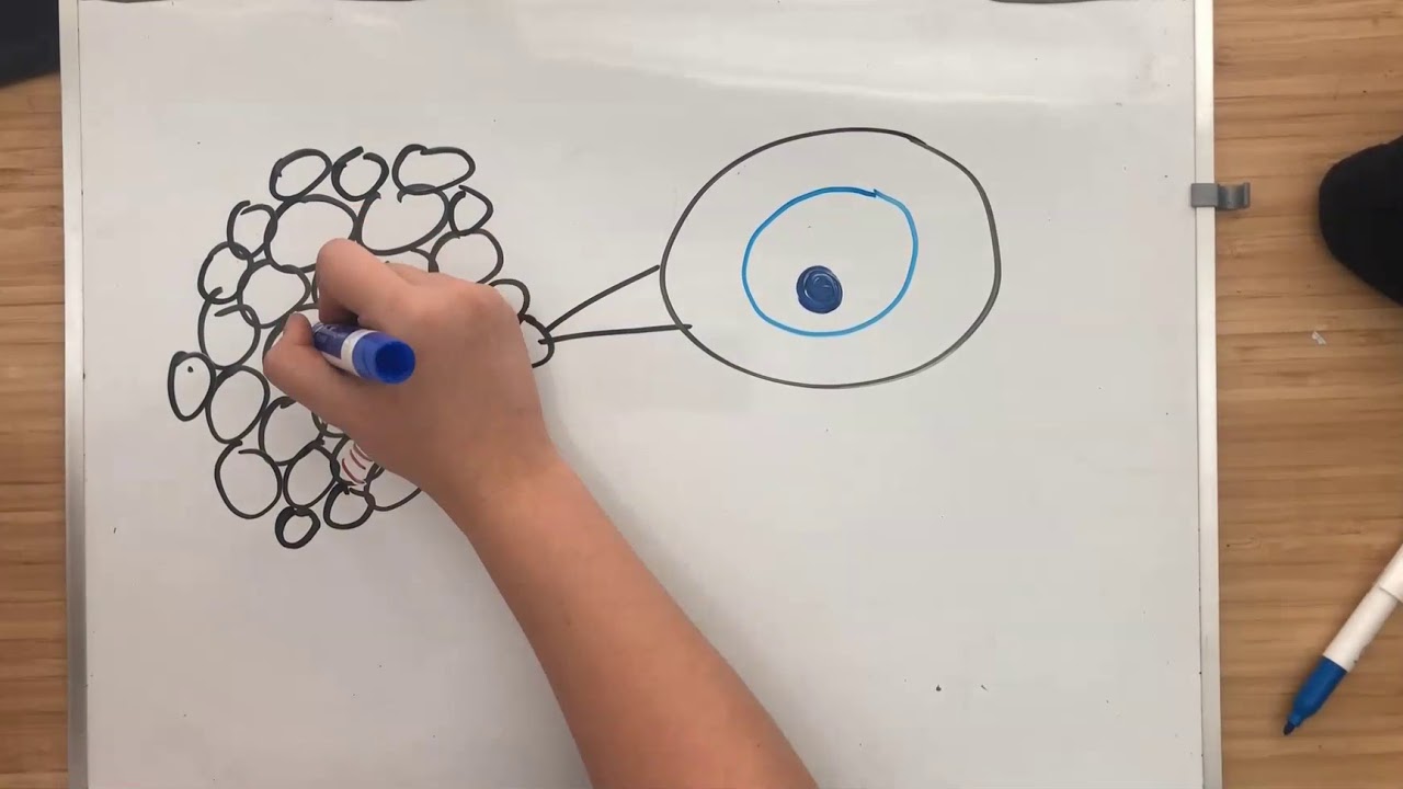 2D vs 3D Cell Culture