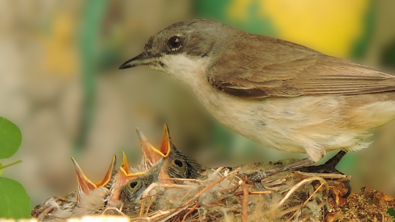 Piegża - gniazdo i karmienie piskląt/Śpiew,odgłosy/Lesser whitethroat