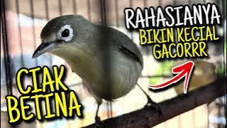 Ciak Ciak Kecial Kuning BETINA Ampuh Solusinya Kecial Tampil GACORRR‼️