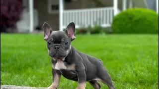 Kali  Blue & Tan Female French Bulldog