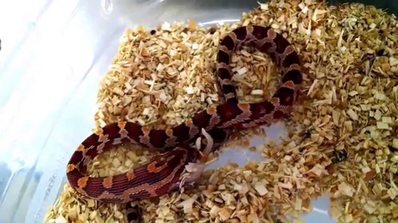 Baby Corn Snake Eats First Live Meal YouTube