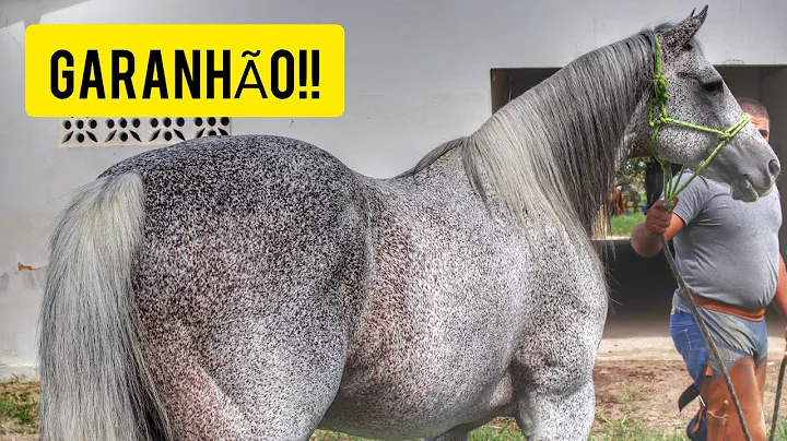 CASQUEANDO GARANHO RONALD GATES NO HARAS PONTO CER...