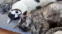 KENALIN KUCING KESAYANGANKU!!! mochi kirun dan Shiro yang lucu ?❤️?